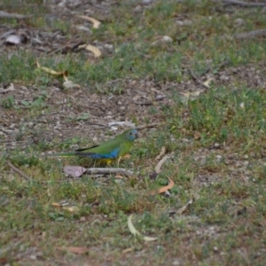 Neophema pulchella at Fyshwick, ACT - suppressed