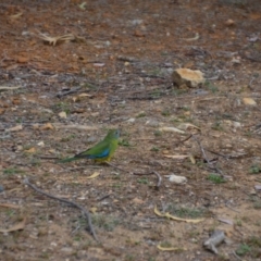 Neophema pulchella at Fyshwick, ACT - suppressed