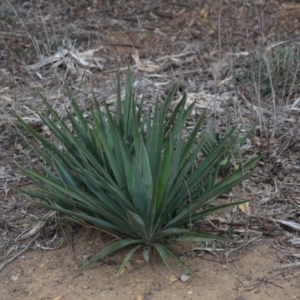 Yucca aloifolia at Fyshwick, ACT - 8 Oct 2018