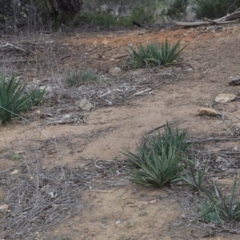 Yucca aloifolia at Fyshwick, ACT - 8 Oct 2018