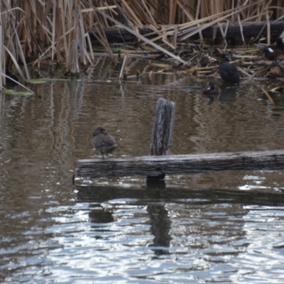 Stictonetta naevosa (Freckled Duck) at Jerrabomberra Wetlands - 8 Oct 2018 by natureguy