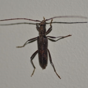 Aesiotyche favosa at Wamboin, NSW - 8 Oct 2018 11:10 PM