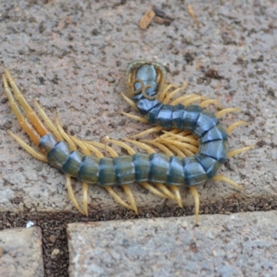 Ethmostigmus rubripes (Giant centipede) at QPRC LGA - 9 Oct 2018 by natureguy