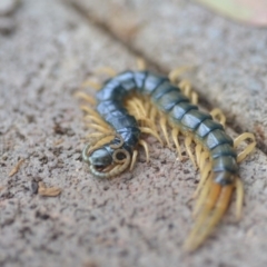 Ethmostigmus rubripes at Wamboin, NSW - 9 Oct 2018 12:12 PM