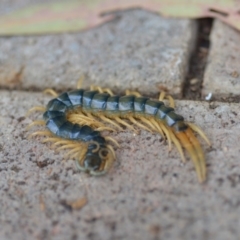 Ethmostigmus rubripes at Wamboin, NSW - 9 Oct 2018