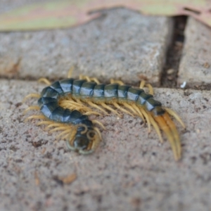 Ethmostigmus rubripes at Wamboin, NSW - 9 Oct 2018 12:12 PM