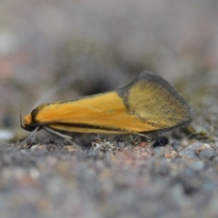 Philobota undescribed species near arabella (A concealer moth) at QPRC LGA - 15 Oct 2018 by natureguy
