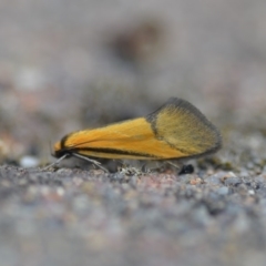 Philobota undescribed species near arabella at Wamboin, NSW - 15 Oct 2018 05:14 PM