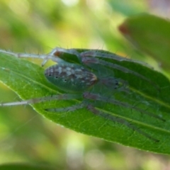 Araneus talipedatus (Slender green orb-weaver) at Woodstock Nature Reserve - 27 Oct 2018 by Christine