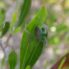 Araneus talipedatus at Dunlop, ACT - 28 Oct 2018