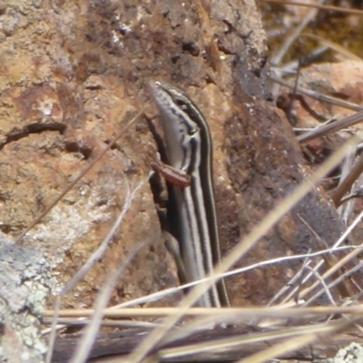 Ctenotus taeniolatus (Copper-tailed Skink) at Dunlop, ACT - 28 Oct 2018 by Christine