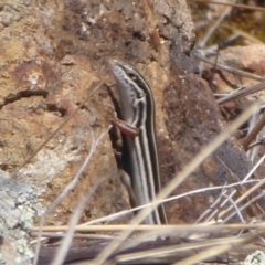 Ctenotus taeniolatus (Copper-tailed Skink) at Woodstock Nature Reserve - 27 Oct 2018 by Christine