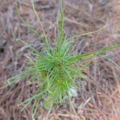 Pinus radiata (Monterey or Radiata Pine) at Coree, ACT - 28 Oct 2018 by Christine