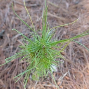 Pinus radiata at Coree, ACT - 29 Oct 2018 09:48 AM