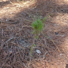 Pinus radiata at Coree, ACT - 29 Oct 2018 09:48 AM