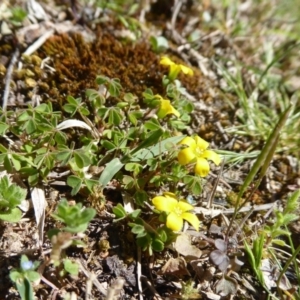 Oxalis sp. at Coree, ACT - 29 Oct 2018