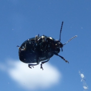 Chrysolina quadrigemina at Denman Prospect, ACT - 29 Oct 2018 12:57 PM