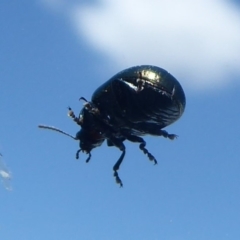 Chrysolina quadrigemina at Denman Prospect, ACT - 29 Oct 2018 12:57 PM