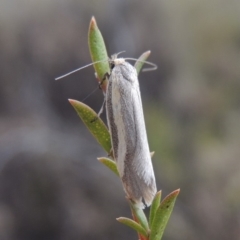 Philobota ellenella (a Concealer Moth) at Namadgi National Park - 16 Oct 2018 by michaelb