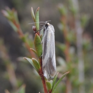 Philobota ellenella at Tennent, ACT - 16 Oct 2018