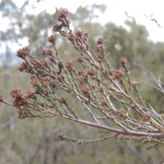 Kunzea parvifolia (Violet Kunzea) at Tennent, ACT - 16 Oct 2018 by MichaelBedingfield