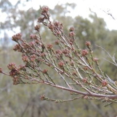 Kunzea parvifolia (Violet Kunzea) at Tennent, ACT - 16 Oct 2018 by michaelb