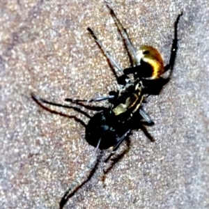 Polyrhachis ammon at undefined - 26 Oct 2018