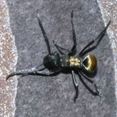 Polyrhachis ammon at undefined - 26 Oct 2018 05:20 PM