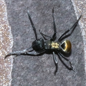 Polyrhachis ammon at undefined - 26 Oct 2018