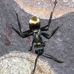 Polyrhachis ammon at undefined - 26 Oct 2018