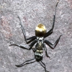 Polyrhachis ammon at undefined - 26 Oct 2018 05:20 PM