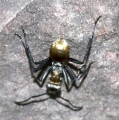 Polyrhachis ammon at undefined - 26 Oct 2018 05:20 PM