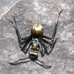 Polyrhachis ammon at undefined - 26 Oct 2018