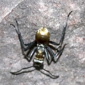 Polyrhachis ammon at undefined - 26 Oct 2018 05:20 PM