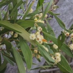 Acacia melanoxylon (Blackwood) at Tennent, ACT - 16 Oct 2018 by MichaelBedingfield