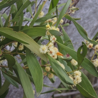 Acacia melanoxylon (Blackwood) at Tennent, ACT - 16 Oct 2018 by MichaelBedingfield