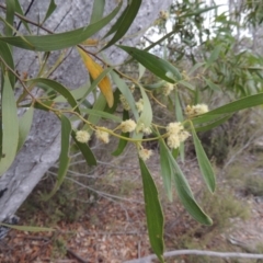 Acacia melanoxylon at Tennent, ACT - 16 Oct 2018