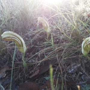 Diplodium truncatum at Lake George, NSW - suppressed