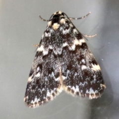 Halone coryphoea (Eastern Halone moth) at Ainslie, ACT - 29 Oct 2018 by jbromilow50