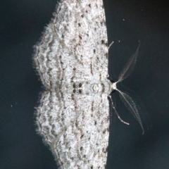 Phelotis cognata (Long-fringed Bark Moth) at Undefined - 25 Oct 2018 by jb2602