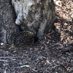Tachyglossus aculeatus (Short-beaked Echidna) at Acton, ACT - 30 Oct 2018 by TimYiu