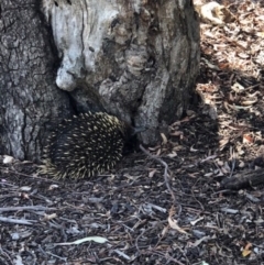 Tachyglossus aculeatus (Short-beaked Echidna) at Australian National University - 30 Oct 2018 by TimYiu