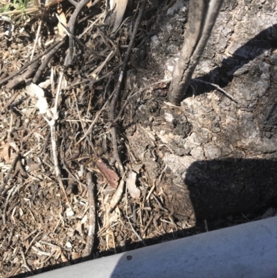 Papyrius nitidus (Shining Coconut Ant) at Hughes, ACT - 30 Oct 2018 by patrickharvey