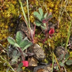 Trifolium sp. (Clover) at Bruce Ridge - 9 Oct 2015 by PeteWoodall