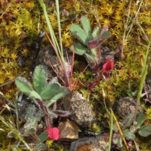 Trifolium sp. at O'Connor, ACT - 10 Oct 2015 07:42 AM