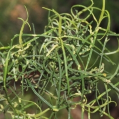 Cassinia quinquefaria (Rosemary Cassinia) at O'Connor, ACT - 10 Oct 2015 by PeteWoodall