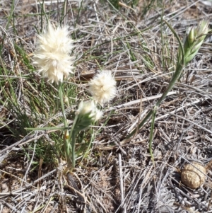 Rytidosperma carphoides at Gungahlin, ACT - 28 Oct 2018