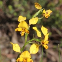 Diuris nigromontana (Black Mountain Leopard Orchid) at O'Connor, ACT - 10 Oct 2015 by PeteWoodall