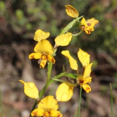 Diuris nigromontana (Black Mountain Leopard Orchid) at Bruce Ridge - 9 Oct 2015 by PeteWoodall