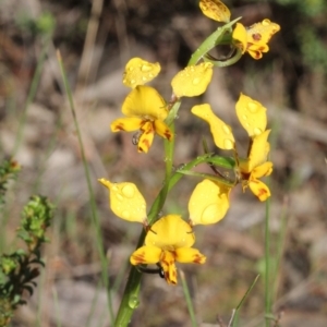 Diuris nigromontana at O'Connor, ACT - suppressed